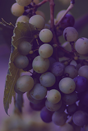 Grape - купить вино и крепкий алкоголь