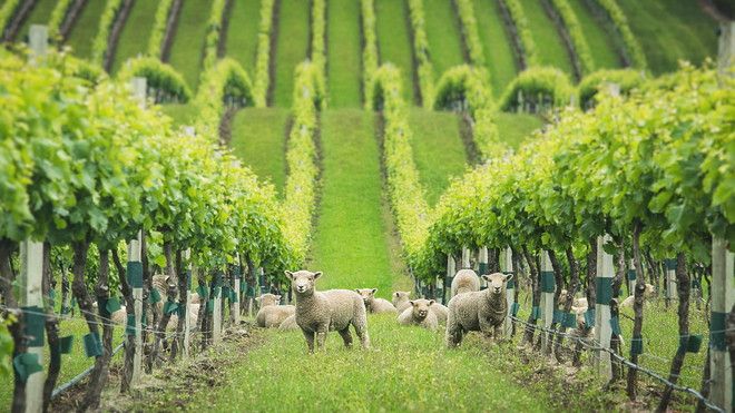 Устойчивое виноградарство / Sustainable winegrowing